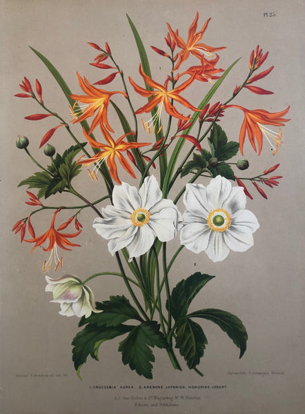 anemone, japonica, print, antique print, lithograph, flowers, botanical, flora, eeden, flowerprint