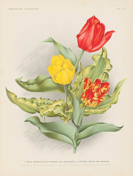 Antique print "Tulips". "1.Gele Prins Bontlof - 2. Prins van Oostenryk - 3. Gouden Bruid van Haarlem".