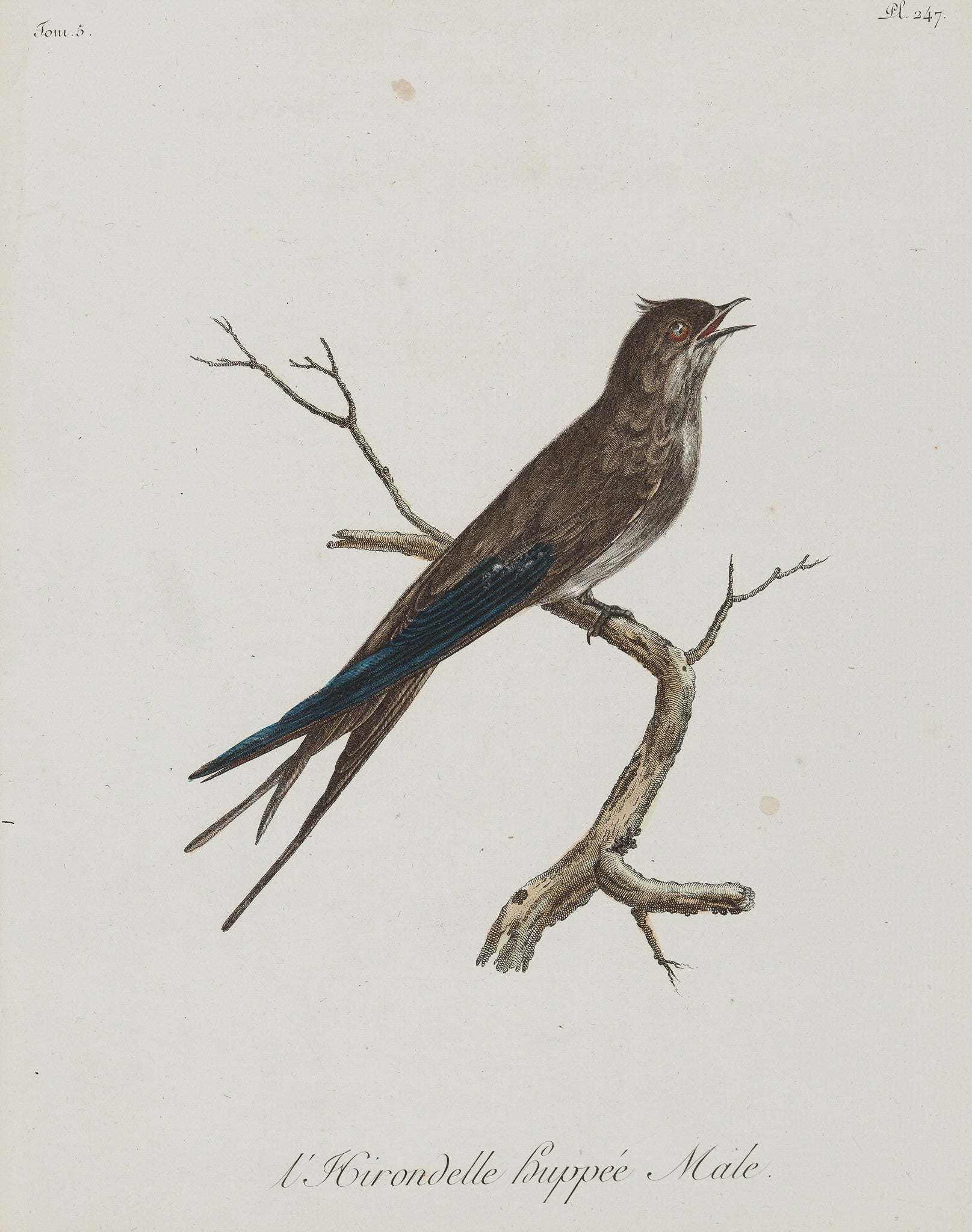 l'Hirondelle huppée (Male) from 'Histoire Naturelle des Oiseaux d'Afrique' by Francois Levaillant after Jacques Barraband.
